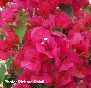 Sharon Wesley Bougainvillea