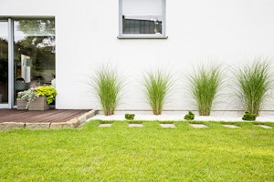 Lush Winter Lawn with Grasses