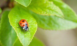 Lady Bugs