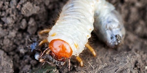 Grubs & Other Insects