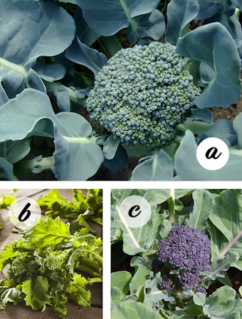 Broccoli