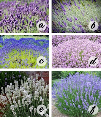 Lavender