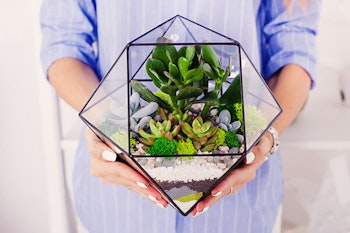 person holding modern glass terrarium with jade plant inside summerwinds california