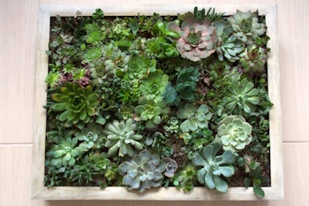 green succulents in art frame summerwinds california