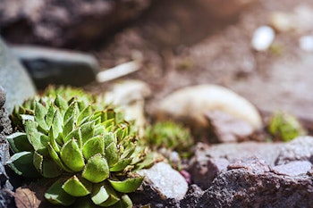 succulent up-close in rock garden selective focus summerwinds california