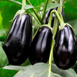 Eggplants on the Vine