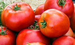 Better Boy Tomato