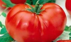 Big Boy Tomato