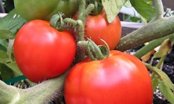 Celebrity Tomato