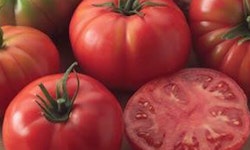 Champion Tomato