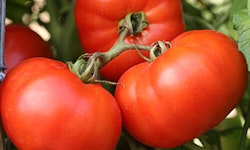 Early Girl Tomato