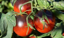 Indigo Ruby Tomato