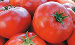 Legend Tomato