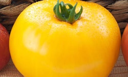 Lemon Boy Tomato