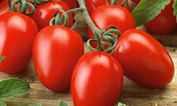Roma Tomato