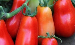 San Marzano Tomato