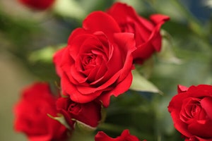 Lovely Red Rose