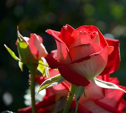 Roses