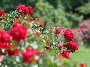 Grandiflora Roses