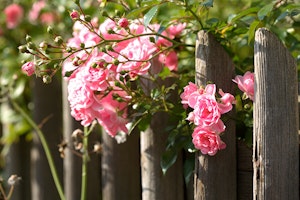 Roses