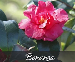 Bonanza Camellia