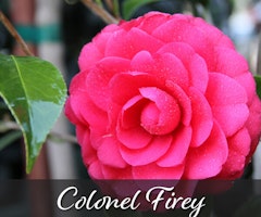 Colonel Firey Camellia