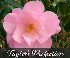 Taylor's Perfection Camellia