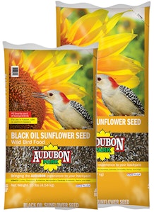 Black Oil Sunflower Seed