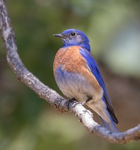 Blue Bird