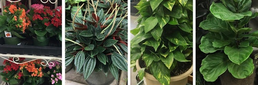 houseplants as a hostess gift