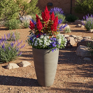 Celosia, Sweet Alyssum & Nierembergia in a tall pot in a Desert Yard.