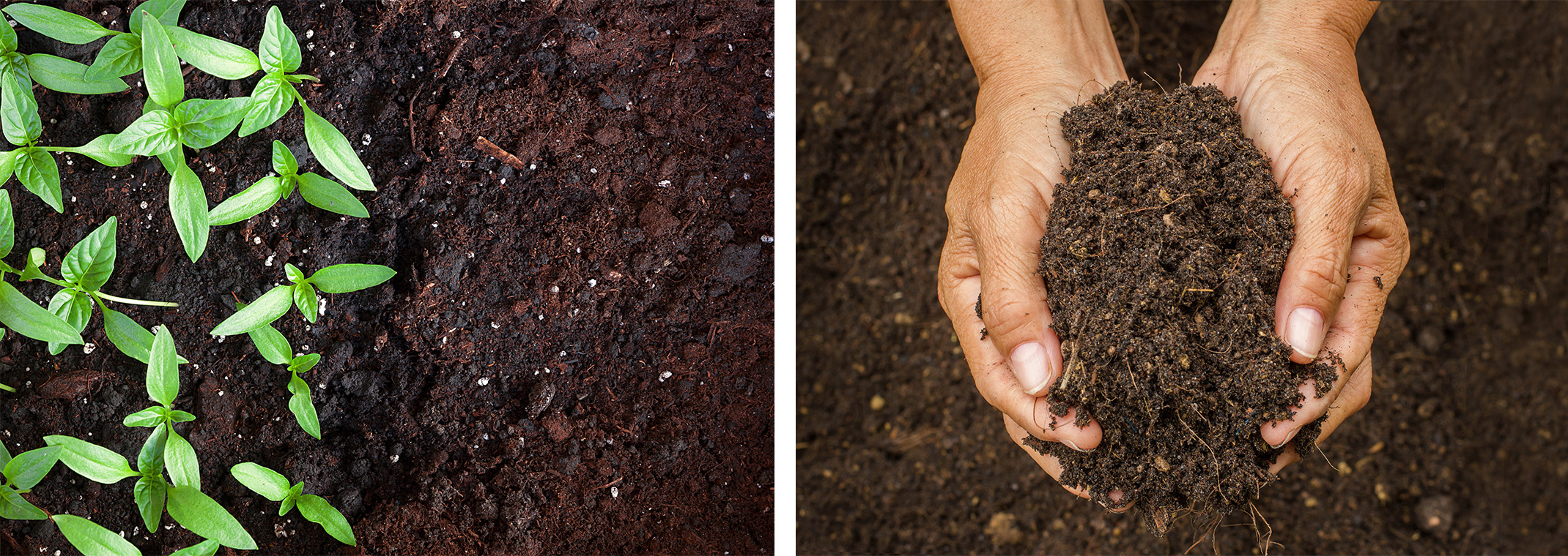 Seedlings growing in fertilze soil, and someone's hands holding soil.