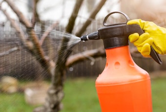 Someone spraying a dormant fruit tree to protect it from pests and diseases.