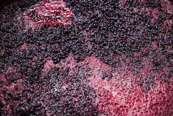 Grapes being fermented for making wine.