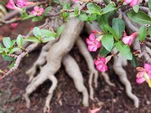 Adenium