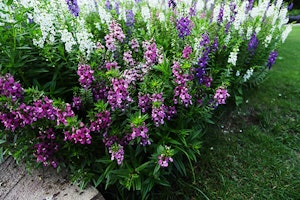 Angelonia