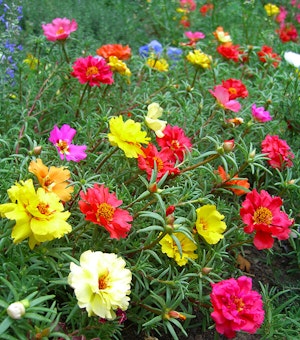 Portulaca