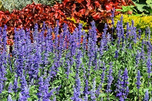 Blue Salvia