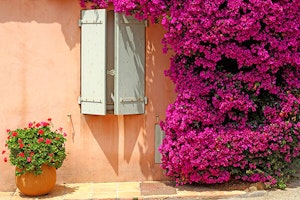 Bougainvillea