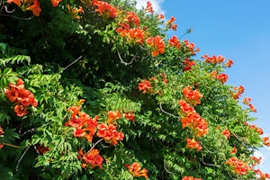 Cape Honeysuckle