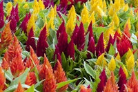 Yellow, orange, and dark red celosia