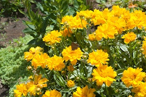 Coreopsis