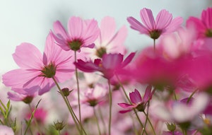 cosmos cosmos