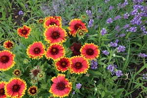 Gaillardia
