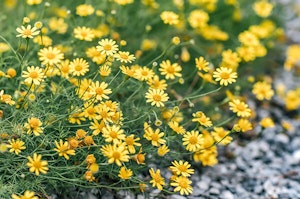 Golden Fleece