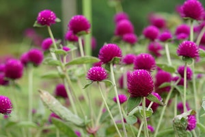 Gomphrena