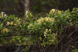 Honeysuckle Vine