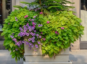 Impomea Sweet Potato Vine