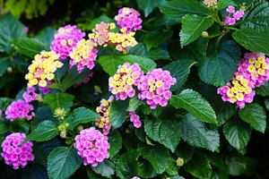 Lantana