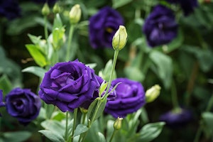 Lisianthus